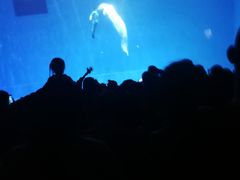 -芜湖新华联大白鲸海洋公园