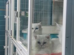 -青石桥花鸟鱼虫市场(叠翠城店)