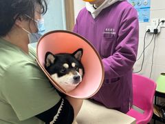 -爱侣·安琦尔宠物医院·中兽医针灸·心内科·狂犬免疫点(宝山区院)