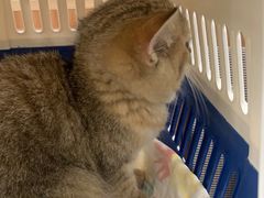 -瑞派雷欧宠物医院·24h夜诊·心脏骨科牙科·全科重症转诊中心(无影山店)