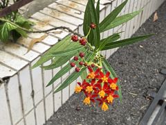 -Again Coffee Roaster(香蜜湖店)