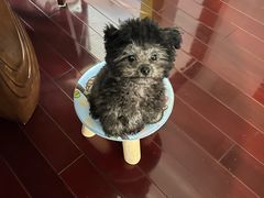 -翊宠yipet猫狗购宠庄园犬舍•猫舍