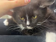 -爱洗澡的猫(天河路店)