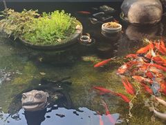 -野蔓果·山野菜(西湖景区·龙井茶田店)