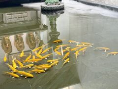 -觀芷隐轩