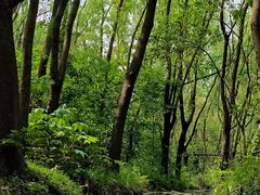 -昆山城市生态森林公园