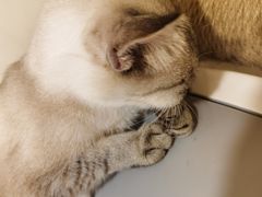 -共舞时光猫咖·狗咖(新街口店)