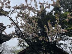 -都江堰景区