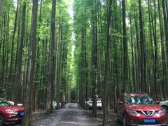 -山王坪喀斯特国家生态公园