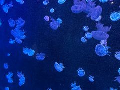 -欢乐海岸海洋奇梦馆