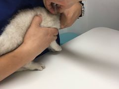 -伟伟宠物医院·CT影像中心·瑞派犬猫综合性门诊(汉口总院)