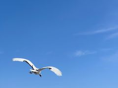 -盐城丹顶鹤湿地生态旅游区