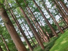 -日照海滨国家森林公园