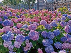 -上海共青森林公园