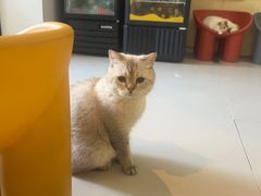 -平行世界·猫咖(首经贸店)