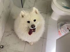 -小叮当动物医院·骨科·眼科