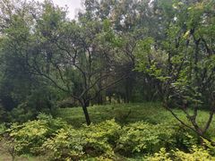 -洛阳市隋唐城遗址植物园