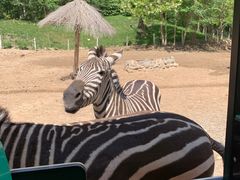 -北京野生动物园