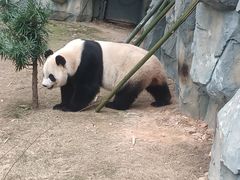 -泉州海丝野生动物世界