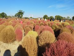 -花开海上生态园