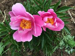 北纬44度·金珠花海景区-北纬44度·金珠花海休闲农业旅游景区