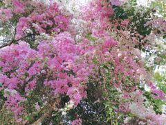 -深圳国际园林花卉博览园