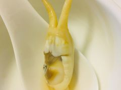 -金砂阿洲鱼册店