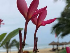 -元素中餐厅.海南菜.粤菜.椰子鸡.海鲜.包房.石梅湾威斯汀度假酒店