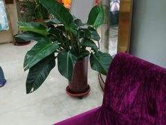 -康乐宫(乐凯北大街店)