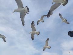 -海驴岛(荣成市)