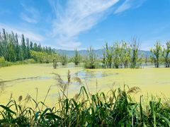 -野鸭湖国家湿地公园