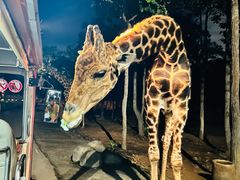 -清迈夜间动物园