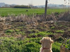 -牧马人宠物医院