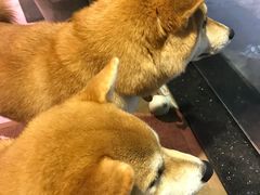 -柴务处·柴犬主题狗咖