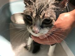 -PETKIT小佩宠物·低压洗护(国顺东路店)