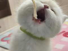 -喵zoo家庭繁育猫舍(尖东智能花园店)