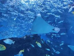 -海合安成都极地海洋公园