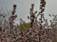 -桃花堤公园