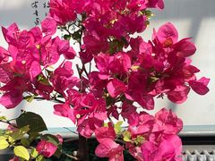 -石家庄市植物园