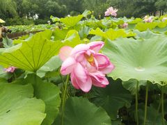 -陈家山荷花公园