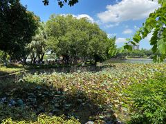 -荔湾湖公园