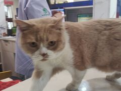 -伟伟宠物医院·CT影像中心·瑞派犬猫综合性门诊(汉口总院)