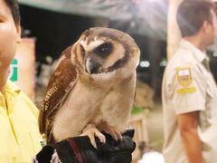 -清迈夜间动物园