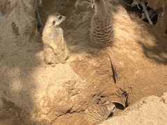 -合肥野生动物园