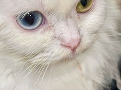 -楼上猫咖(罗湖店)