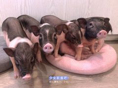 -浣熊柯尔鸭土拨鼠·电玩咖