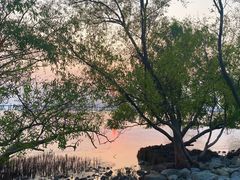 -宝安西湾红树林湿地公园