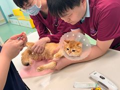 -北京观赏动物医院·24小时大型综合·猫专科·异宠专科