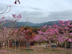 -天适樱花悠乐园