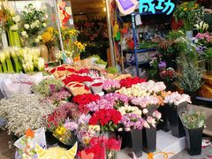 -曲阳花鸟市场(曲阳路店)